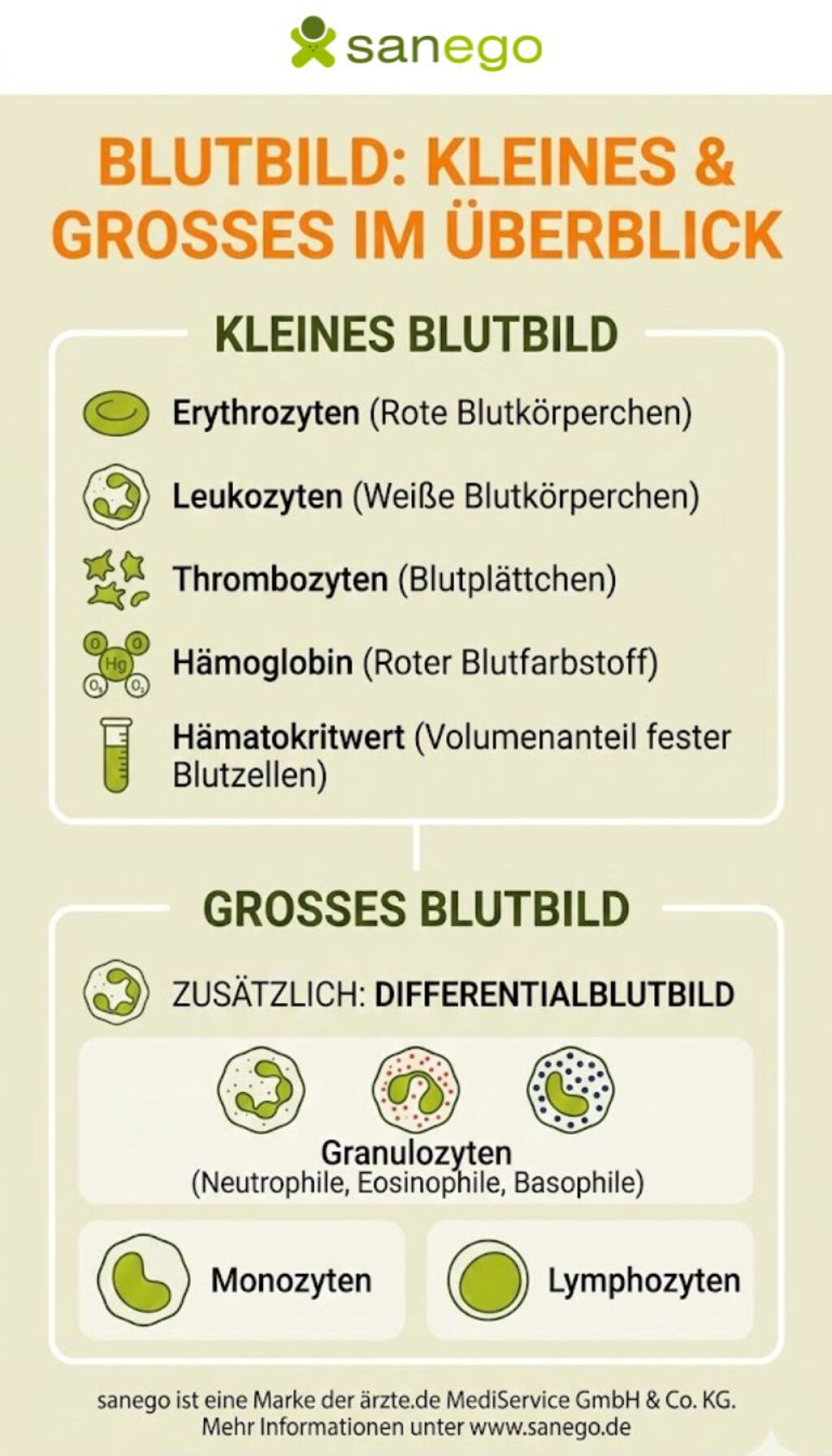 Großes und kleines Blutbild im Vergleich | © Erstellt mit Google Gemini Überblick über das große und kleine Blutbild